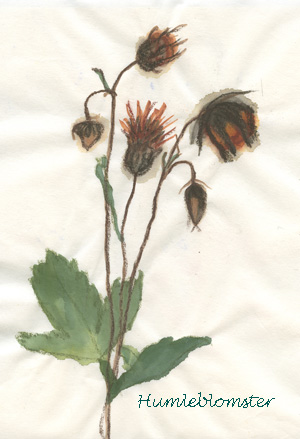 humleblomster liten