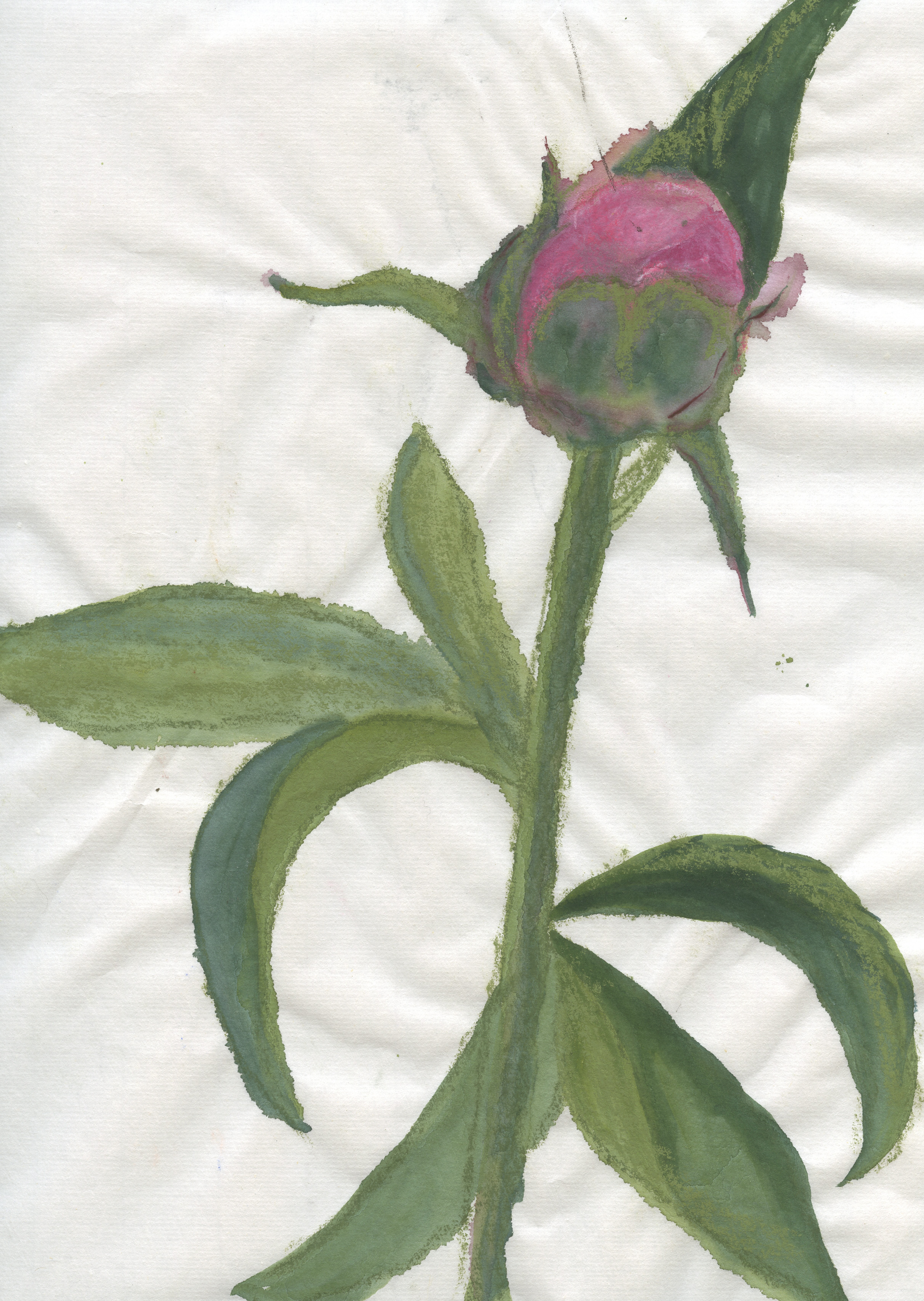 pion knopp