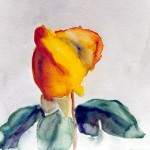 Rosenknopp